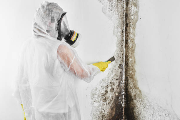 Best Mold Cleaning Services  in Franklin Park, NJ