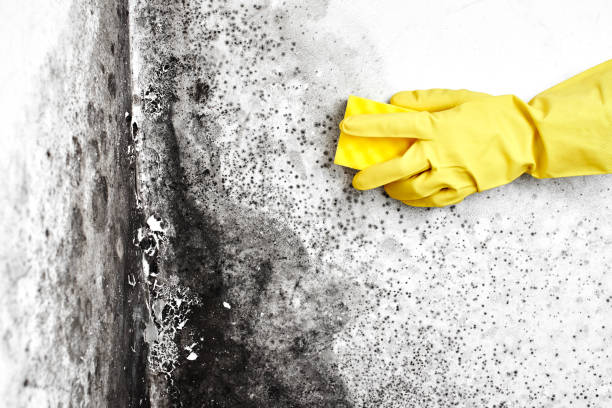 Best Mold Damage Repair  in Franklin Park, NJ