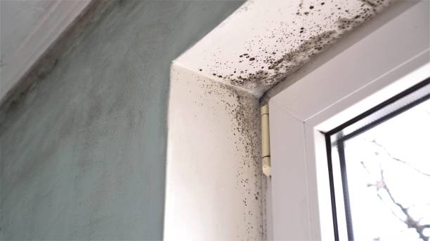Best Affordable Mold Removal  in Franklin Park, NJ