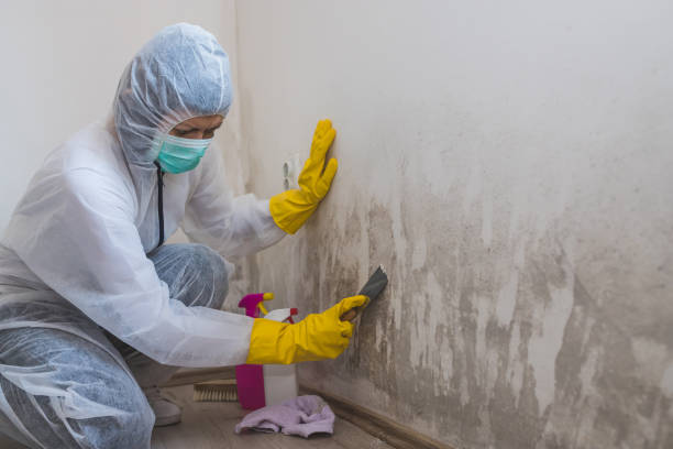 Best Local Mold Removal Service  in Franklin Park, NJ