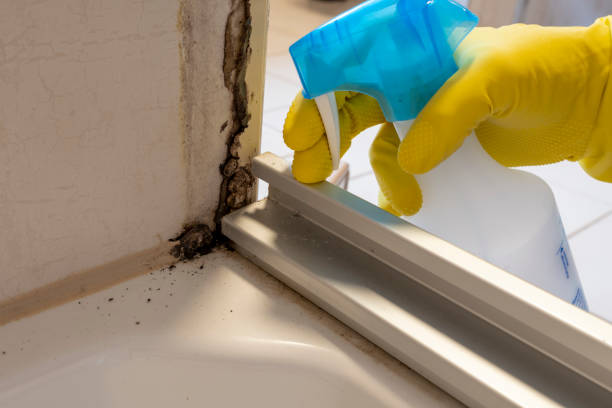 Best Home Mold Removal  in Franklin Park, NJ