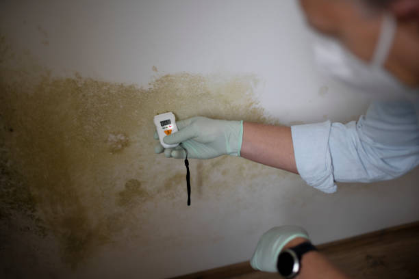 Certified Mold Removal in Franklin Park, NJ