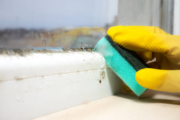 Best Mold Removal Near Me  in Franklin Park, NJ