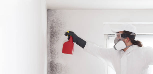 Best Fast Mold Removal  in Franklin Park, NJ