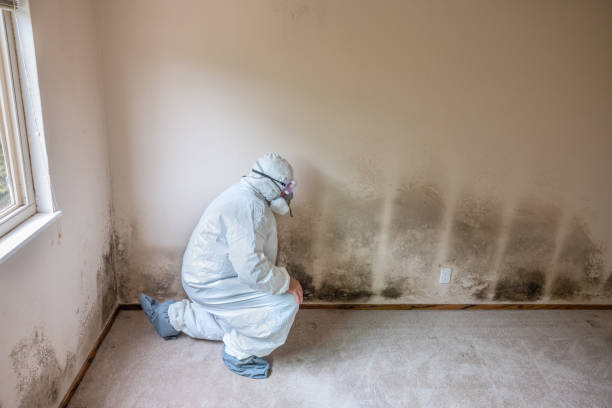 Mold Removal and Inspection in Franklin Park, NJ