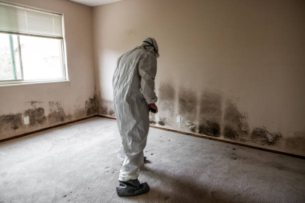 Best Toxic Mold Removal  in Franklin Park, NJ