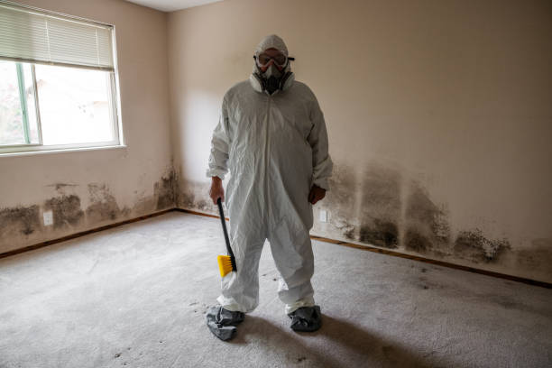 Best Mold Removal Near Me  in Franklin Park, NJ