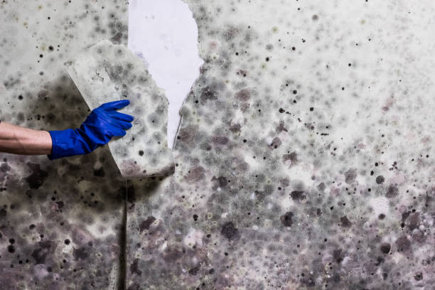 Best Same-Day Mold Removal  in Franklin Park, NJ